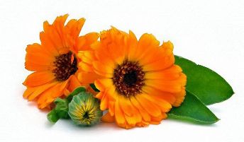 An extract of calendula in the composition of Erogen X